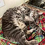 Mario is registered to the contest to win money with this photo: animal, blanket, cat, cozy, cute, domestic, feline, fur, indoor, mirror, paw, pet, plaid, playful, reflection, relaxed, stretching, striped, tabby, whiskers