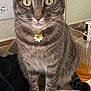 cat, tabby, pet, animal, fur, whiskers, collar, bell, flower, eyes, towel, bathroom, soap_dispenser, striped, curious, sitting, domestic, indoor, cute, feline
