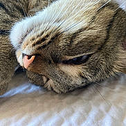 Crusher is registered to the contest to win money with this photo: cat, tabby, close_up, whiskers, sleepy, resting, fur, pet, animal, face, nose, ear, soft, white_background, domestic_cat, feline, relaxed, lying_down, cute, indoor