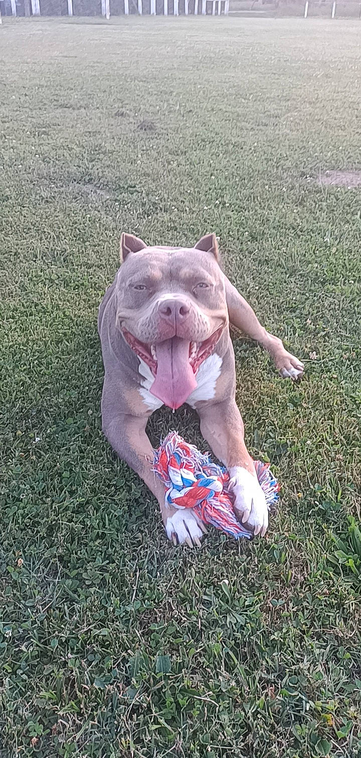 Mara a rejoint le concours — aidez-le/la à gagner de superbes lots ! art, canidae, carmine, carnivore, companion_dog, dog, dog_breed, fang, fawn, felidae, foot, grass, grassland, human_leg, people_in_nature, recreation, sculpture, sitting, sporting_group, terrestrial_animal