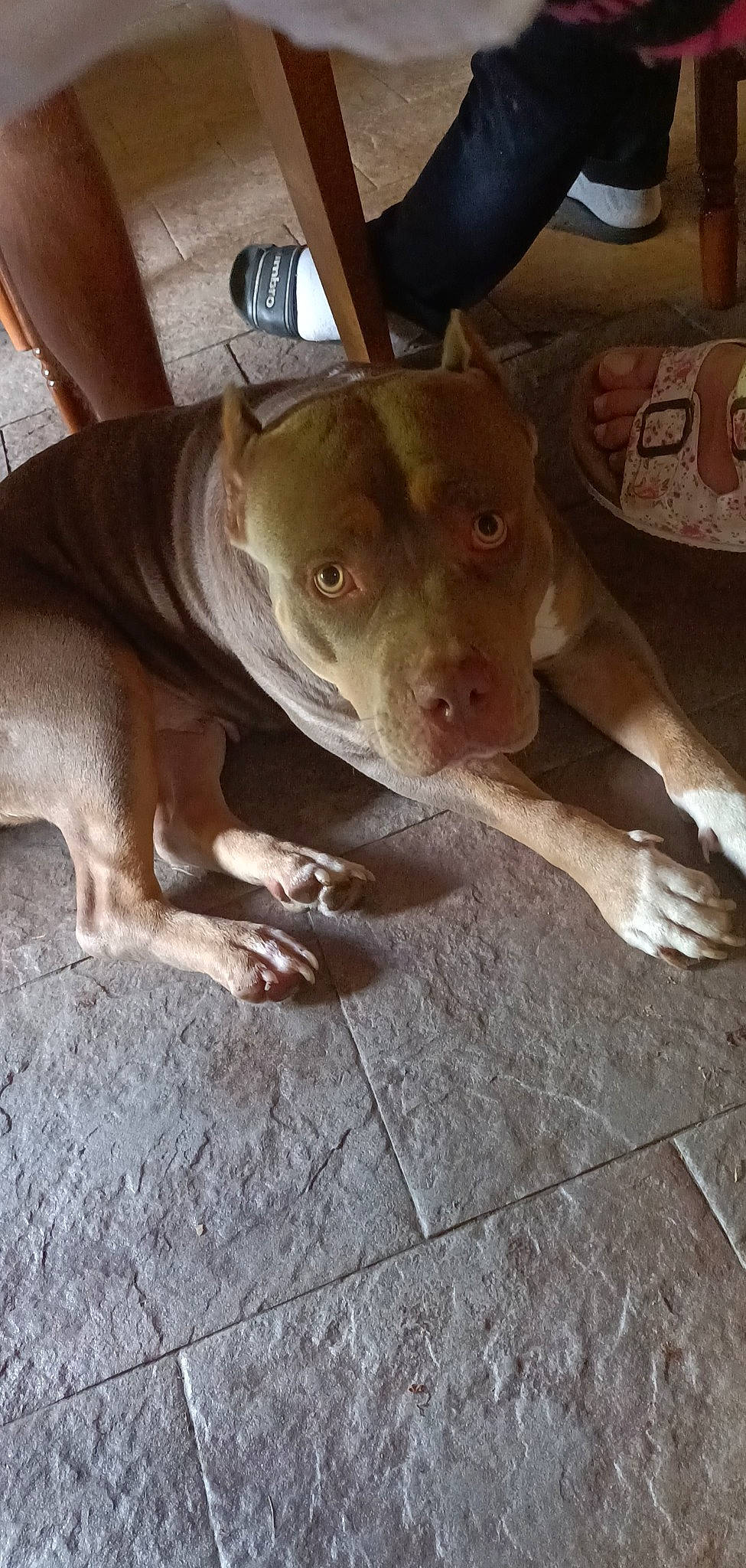 Mara a rejoint le concours — aidez-le/la à gagner de superbes lots ! canidae, carnivore, companion_dog, dog, dog_breed, fawn, flooring, hardwood, non_sporting_group, snout, sporting_group, whiskers, wood, working_animal