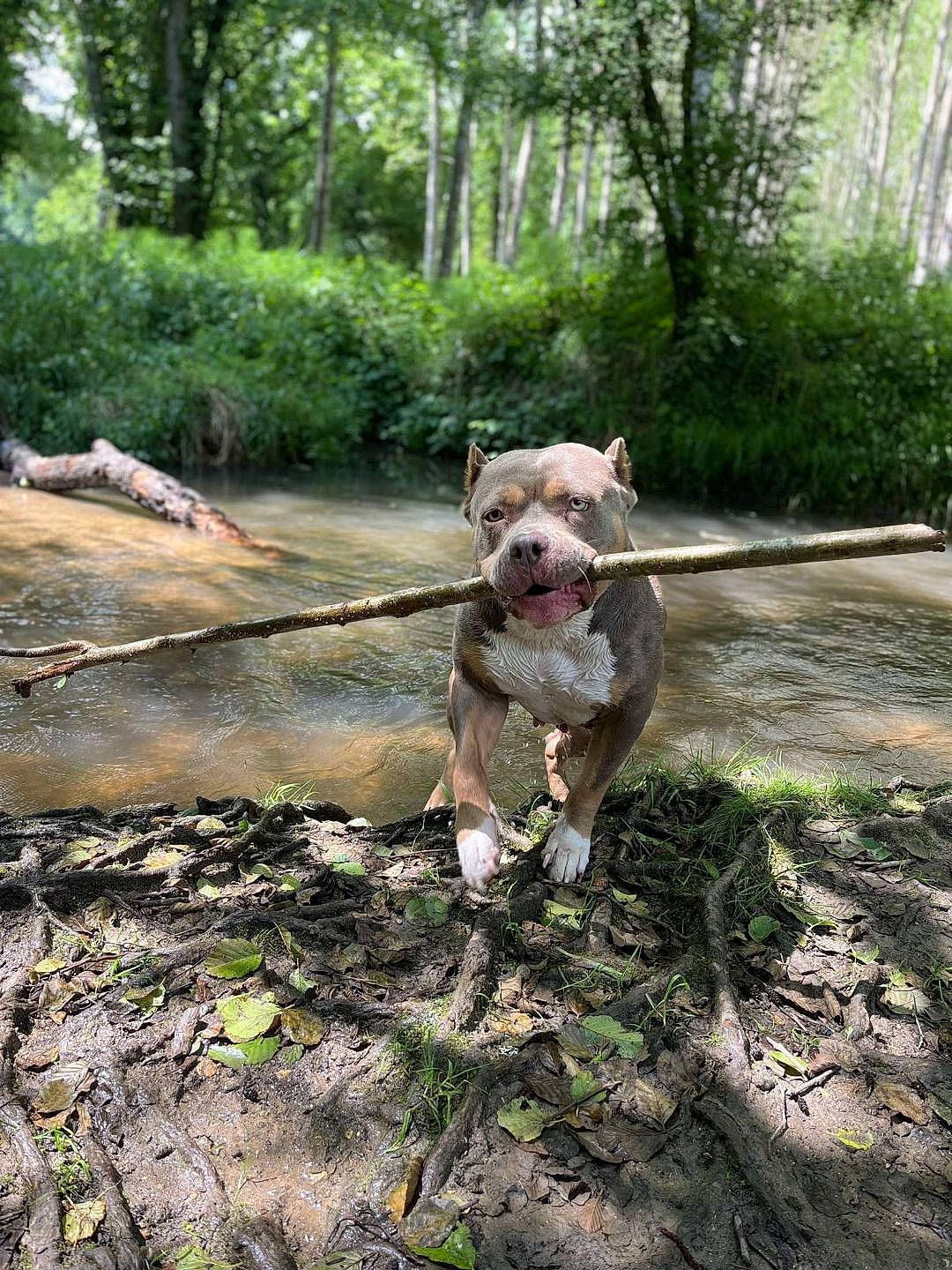 Mara participe au concours pour gagner de l'argent avec cette photo : adventure, carnivore, companion_dog, dog, dog_breed, fawn, forest, grass, leash, pet_supply, plant, recreation, snout, soil, tail, trail, tree, wood, woodland, working_animal