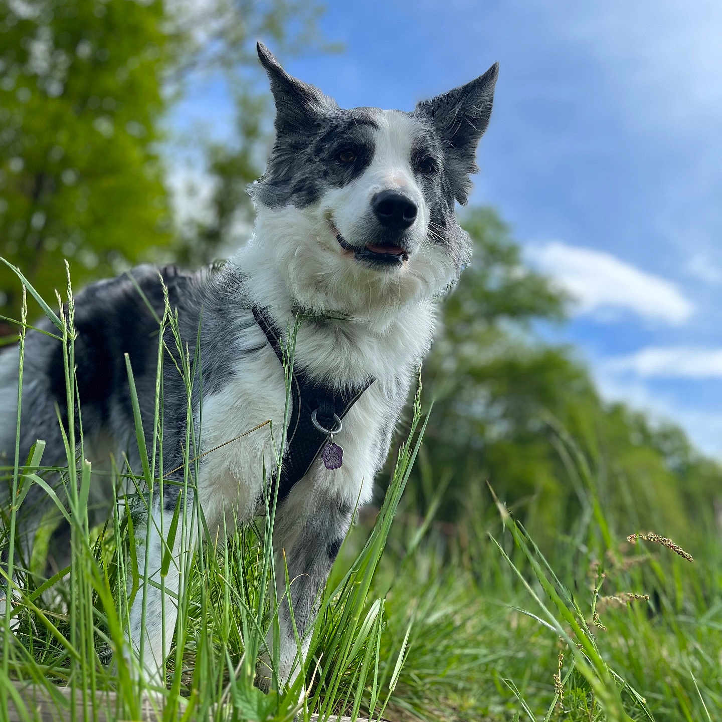 Sirah a rejoint le concours — aidez-le/la à gagner de superbes lots ! animal, canine, cockerspaniel, collie, countryside, dog, field, grass, grassland, green, husky, nature, outdoors, pet, plant, puppy, reed, terrier, tree, vegetation