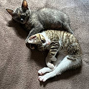 Angèle participe au concours pour gagner de l'argent avec cette photo : kitten, cat, sleeping, snuggling, pet, feline, tabby, gray_cat, white_paws, fur, animal, cute, indoors, blanket, resting, young_cat, soft_texture, companion, cozy, sunlight
