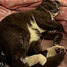 Yuki is registered to the contest to win money with this photo: cat, tuxedo_cat, black_and_white, pet, animal, sleeping, lying_down, relaxed, fluffy, fur, whiskers, ears, paws, toe_beans, belly, tail, pink_blanket, bed, indoors, cozy