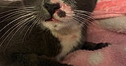Yuki is registered to the contest to win money with this photo: cat, tuxedo_cat, gray_fur, white_fur, pet, animal, face, whiskers, eyes, ears, nose, tongue, paws, indoors, blanket, bed, closeup, portrait, relaxed, funny_expression