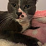 cat, tuxedo_cat, gray_fur, white_fur, pet, animal, face, whiskers, eyes, ears, nose, tongue, paws, indoors, blanket, bed, closeup, portrait, relaxed, funny_expression