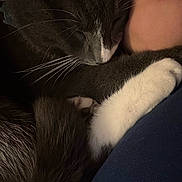 Yuki joined the competition — help win amazing prizes! cat, tuxedo_cat, black_and_white, sleeping, cuddling, pet, whiskers, paws, white_paw, fur, close_up, portrait, indoor, cozy, affectionate, relaxed, person, arm, blue_shirt, companion