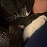 cat, tuxedo_cat, black_and_white, sleeping, cuddling, pet, whiskers, paws, white_paw, fur, close_up, portrait, indoor, cozy, affectionate, relaxed, person, arm, blue_shirt, companion