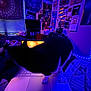 cat, laptop, bed, room, poster, television, purple_lighting, blue_lighting, indoor, furniture, technology, animal, pet, keyboard, blanket, window, fan, bookshelf, decor, electronics