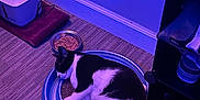 Phoebe joined the competition — help win amazing prizes! cat, sleeping, indoor, carpet, cat_food, water_fountain, scratcher, black_and_white, pet, relaxing, purple_light, furniture, shoe_rack, bowl, floor, home, cozy, quiet, resting, animal