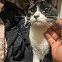 Phoebe joined the competition — help win amazing prizes! cat, black_and_white, pet, hand, whiskers, close_up, blanket, clothing, cozy, indoor, feline, fur, animal, domestic, cute, soft, resting, comfort, eyes, portrait