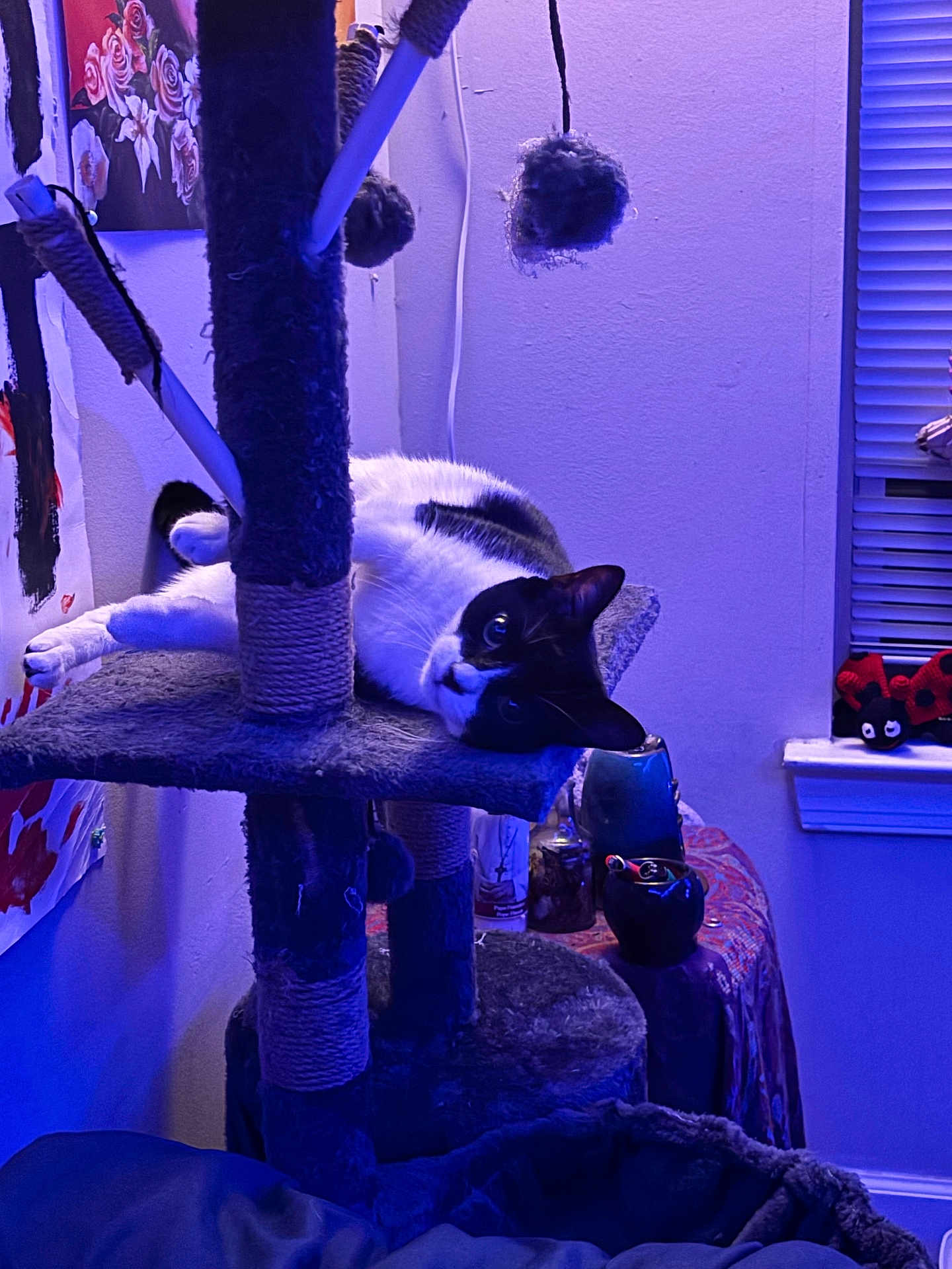 Phoebe