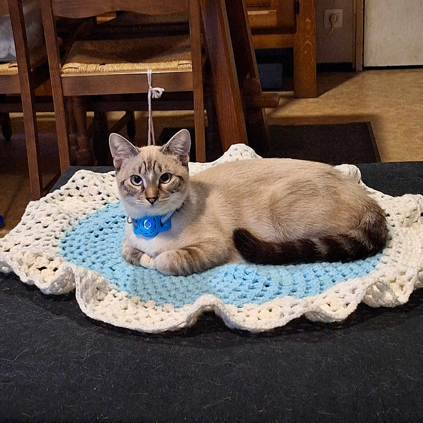 Simba a rejoint le concours — aidez-le/la à gagner de superbes lots ! abyssinian, animal, blanket, cat, chair, coffeetable, diningtable, furniture, hardwood, homedecor, kitten, linen, manx, pet, plywood, quilt, rug, siamese, table, wood