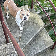 Izar participe au concours pour gagner de l'argent avec cette photo : animal, backyard, concrete, curious, dog, ears, eyes, grass, looking_up, metal, muzzle, outdoor, paws, pet, pit_bull, portrait, railing, stairs, steps, tan_and_white