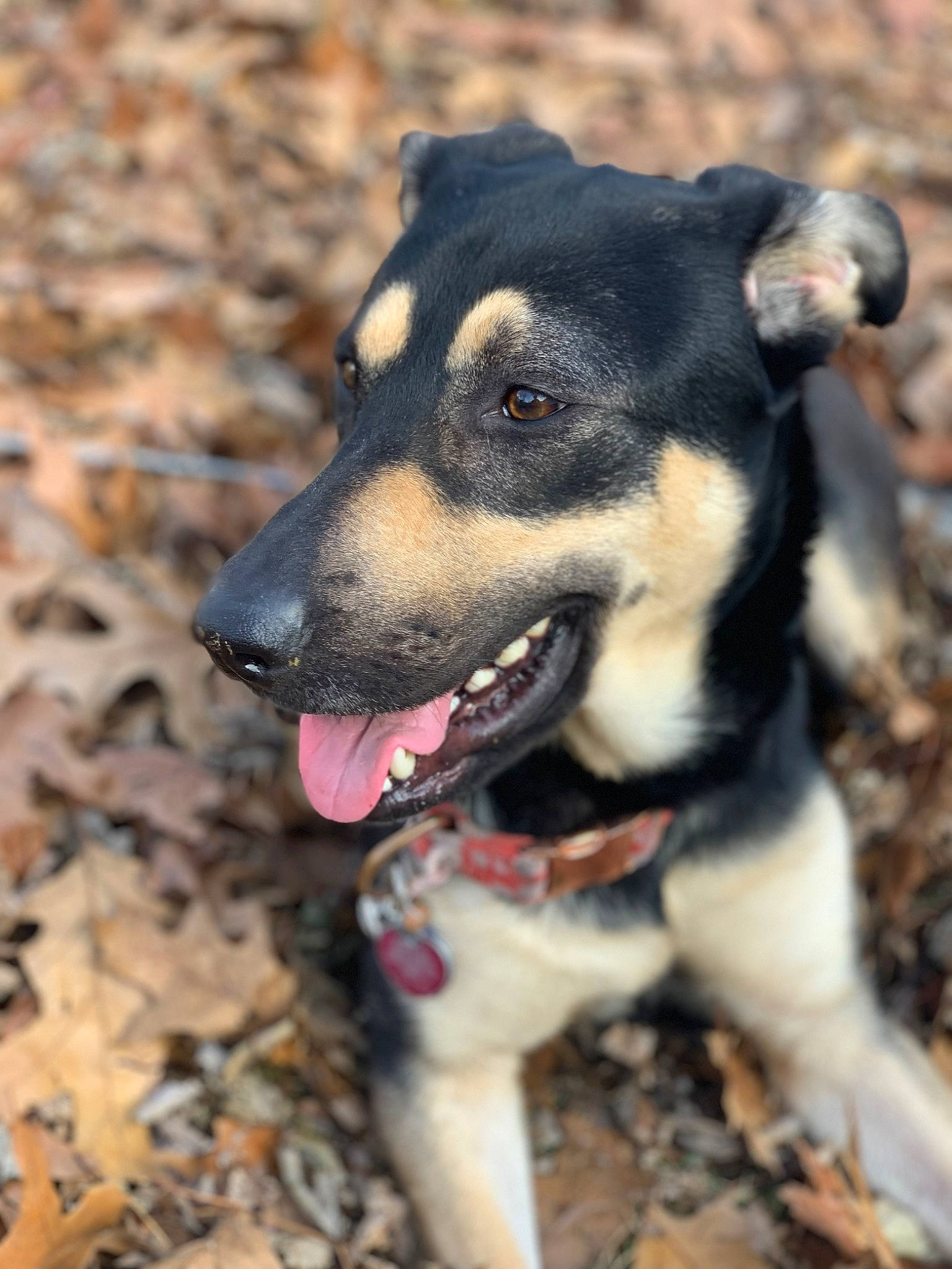 Lexie is registered to the contest to win money with this photo: canidae, carnivore, collar, companion_dog, dog, dog_breed, dog_collar, guard_dog, hunting_dog, leash, plant, rock, sporting_group, whiskers, working_animal, working_dog