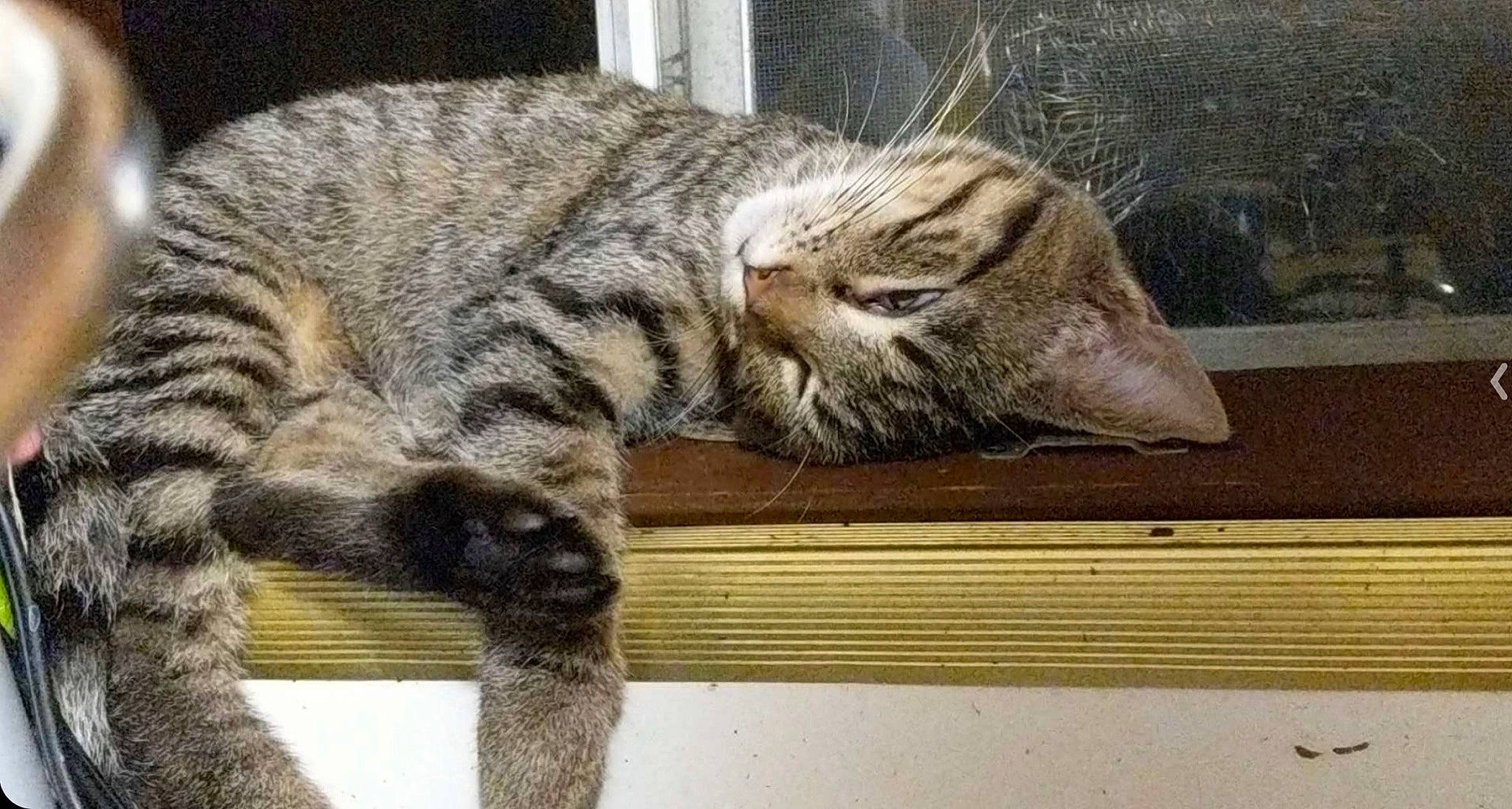 Zenki is registered to the contest to win money with this photo: carnivore, cat, claw, comfort, domestic_short_haired_cat, felidae, fur, nap, paw, sleep, small_to_medium_sized_cats, snout, tail, terrestrial_animal, whiskers, wildlife, wood