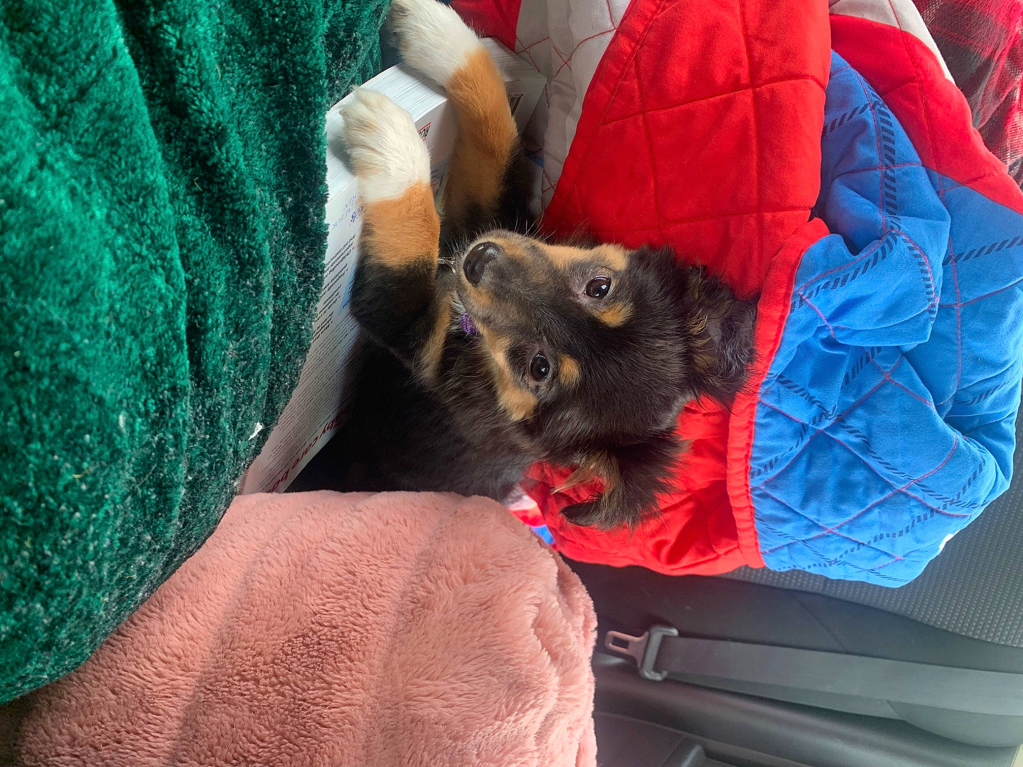 Zilla joined the competition — help win amazing prizes! canidae, car_seat, carnivore, claw, comfort, companion_dog, couch, dog, dog_breed, electric_blue, fur, human_leg, lap, linens, nail, nap, sitting, sleep, sporting_group, textile