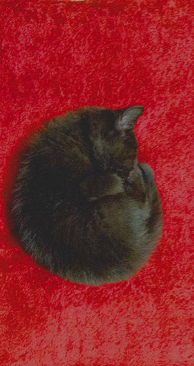 Beamer is registered to the contest to win money with this photo: black_cat, carmine, carnivore, cat, claw, comfort, coquelicot, domestic_short_haired_cat, felidae, fur, grey, small_to_medium_sized_cats, snout, tail, terrestrial_animal, whiskers