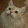 cat, fluffy, cream_colored, pet, animal, indoor, curious, whiskers, ears, face, fur, close_up, looking_up, floor, domestic, mammal, cute, feline, portrait, young