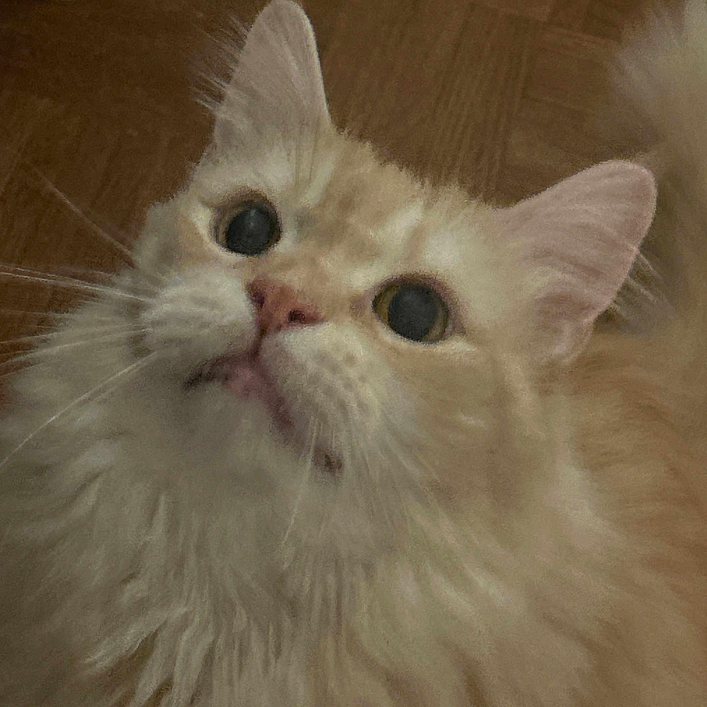 Leon joined the competition — help win amazing prizes! cat, fluffy, cream_colored, pet, animal, indoor, curious, whiskers, ears, face, fur, close_up, looking_up, floor, domestic, mammal, cute, feline, portrait, young