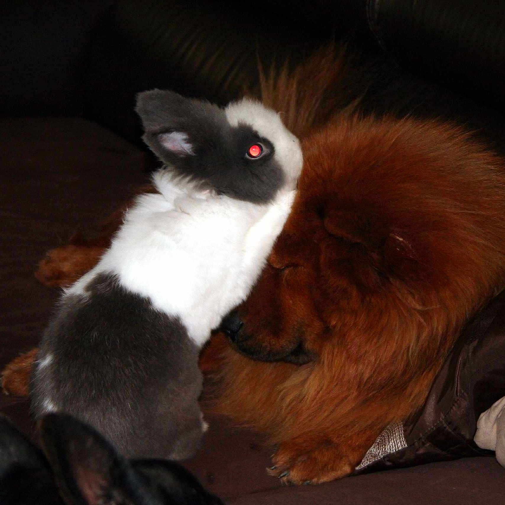 REGLISSE