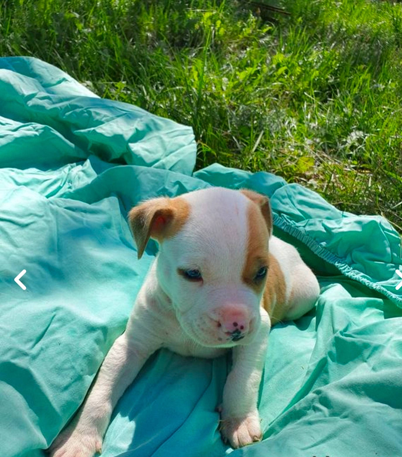 Oby-one participe au concours pour gagner de l'argent avec cette photo : american_bulldog, american_pit_bull_terrier, canidae, carnivore, dog, dog_breed, dogo_guatemalteco, fawn, mammal, non_sporting_group, pit_bull, puppy, vertebrate