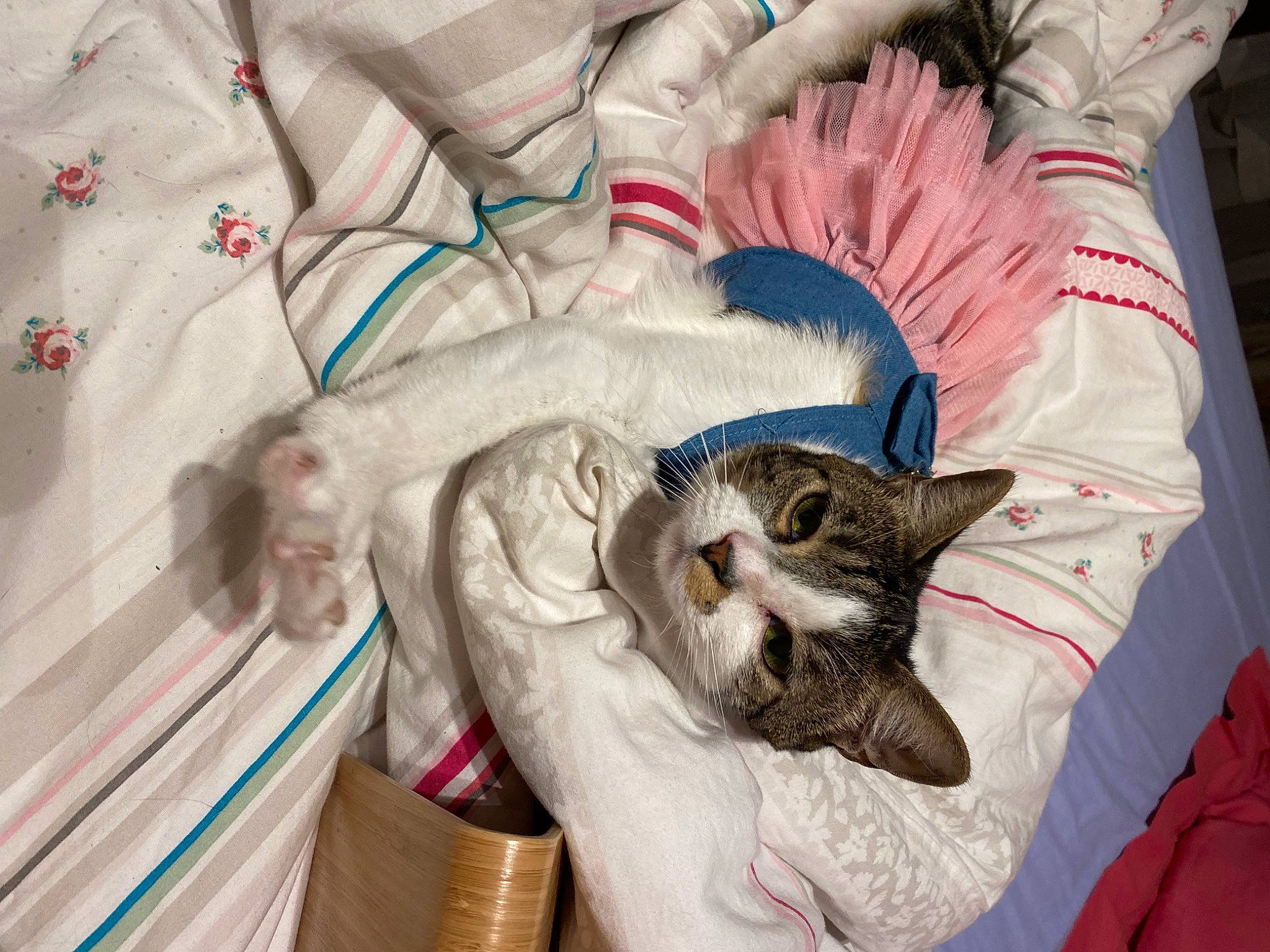 Moon participe au concours pour gagner de l'argent avec cette photo : canidae, carnivore, cat, comfort, couch, domestic_short_haired_cat, fawn, felidae, fur, grey, linens, mammal, nap, paw, room, small_to_medium_sized_cats, tail, textile, vertebrate, whiskers