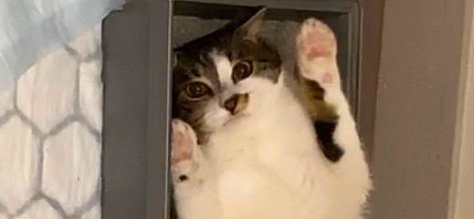 Moon participe au concours pour gagner de l'argent avec cette photo : box, carnivore, cat, cat_supply, comfort, domestic_short_haired_cat, door, felidae, fixture, fur, paper_product, photo_caption, small_to_medium_sized_cats, snout, terrestrial_animal, whiskers, window