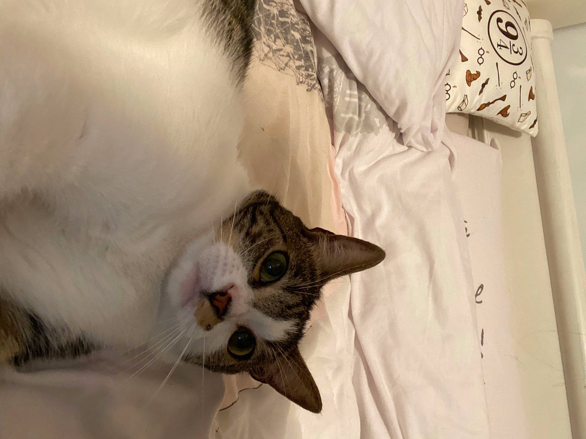 Moon participe au concours pour gagner de l'argent avec cette photo : carnivore, cat, comfort, curtain, domestic_short_haired_cat, door, eye, fang, fawn, felidae, fur, linens, paw, small_to_medium_sized_cats, snout, tail, textile, whiskers, window, wood