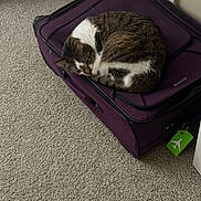 Winnie is registered to the contest to win money with this photo: cat, tabby_cat, sleeping, curled_up, purple_suitcase, carpet, indoor, pet, feline, resting, cozy, animal, fur, closed_eyes, compact, household, quiet, soft_light, corner, relaxation