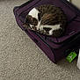 animal, carpet, cat, closed_eyes, compact, corner, cozy, curled_up, feline, fur, household, indoor, pet, purple_suitcase, quiet, relaxation, resting, sleeping, soft_light, tabby_cat