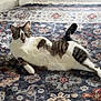 Winnie is registered to the contest to win money with this photo: cat, tabby, white_fur, lying_down, rug, patterned_rug, indoor, pet, animal, relaxed, playful, yarn_ball, feline, striped, cute, domestic_cat, resting, cozy, whiskers, tail