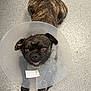 dog, brindle, cone, protective_collar, pet, animal, floor, tail, looking_up, sitting, ears, eyes, nose, mouth, paw, indoor, cute, expression, small_dog, companion