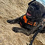 dog, beach, sand, harness, leash, sea, ocean, outdoor, pet, animal, canine, tongue, relaxing, summer, nature, playful, black_dog, close_up, daytime, vacation
