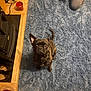 Archie is registered to the contest to win money with this photo: dog, brindle, pet, indoor, carpet, blue_rug, wood_floor, curious, looking_up, small_dog, person, legs, cozy, home, flooring, furniture, red_object, cable, power_socket, warm_lighting