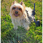 Lex a rejoint le concours — aidez-le/la à gagner de superbes lots ! dog, small_dog, outdoor, grass, wheelchair, animal, pet, sunlight, happy, nature, canine, disability_aid, mobility_device, fur, ears, tongue, smiling, greenery, field, daylight