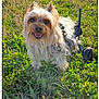 animal, canine, daylight, disability_aid, dog, ears, field, fur, grass, greenery, happy, mobility_device, nature, outdoor, pet, small_dog, smiling, sunlight, tongue, wheelchair