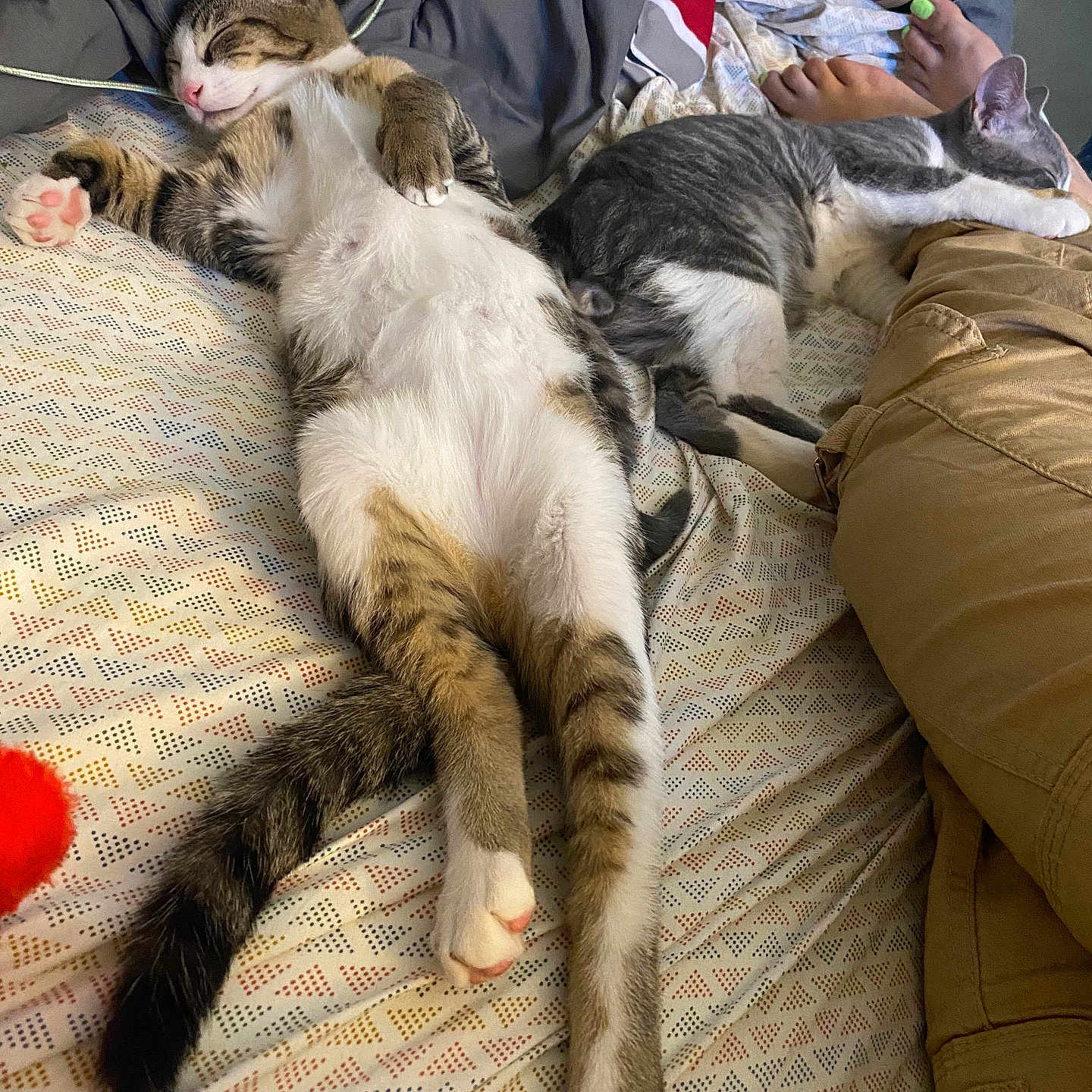 Sidey And Tommy joined the competition — help win amazing prizes! bed, blanket, cat, comfort, cozy, cute, domestic_animal, feline, fur, indoor, legs, pajamas, patterned_sheet, person, relaxation, resting, sleeping, striped_cat, tabby_cat, white_paws