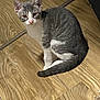 Sidey And Tommy is registered to the contest to win money with this photo: kitten, gray_and_white, cat, pet, animal, wooden_floor, indoor, fur, cute, small, young, sitting, looking, curious, whiskers, tail, ears, eyes, domestic, closeup