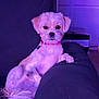 Marley T joined the competition — help win amazing prizes! dog, small_dog, pet, couch, indoor, purple_lighting, collar, fur, tail, relaxed, looking_at_camera, furniture, home, living_room, animal, domestic_animal, seated, cute, companion, household