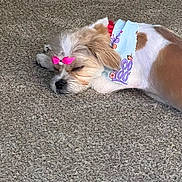 Marley T is registered to the contest to win money with this photo: dog, sleeping, carpet, bow, bandana, pet, cute, small_dog, fur, resting, indoor, adorable, white_and_brown, animal, canine, cozy, relaxed, domestic_animal, fluffy, quiet