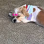 dog, sleeping, carpet, bow, bandana, pet, cute, small_dog, fur, resting, indoor, adorable, white_and_brown, animal, canine, cozy, relaxed, domestic_animal, fluffy, quiet