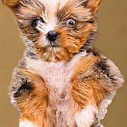 Jellybean is registered to the contest to win money with this photo: puppy, dog, pet, fur, fluffy, close_up, portrait, beige_background, cute, tiny, eyes, ears, paws, nose, whiskers, fuzzy, studio, front_paws, expression, mammal
