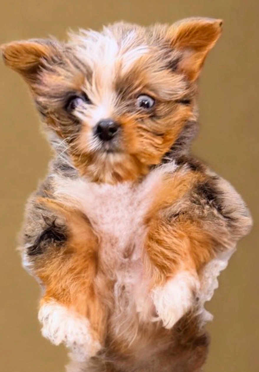 Jellybean is registered to the contest to win money with this photo: puppy, dog, pet, fur, fluffy, close_up, portrait, beige_background, cute, tiny, eyes, ears, paws, nose, whiskers, fuzzy, studio, front_paws, expression, mammal