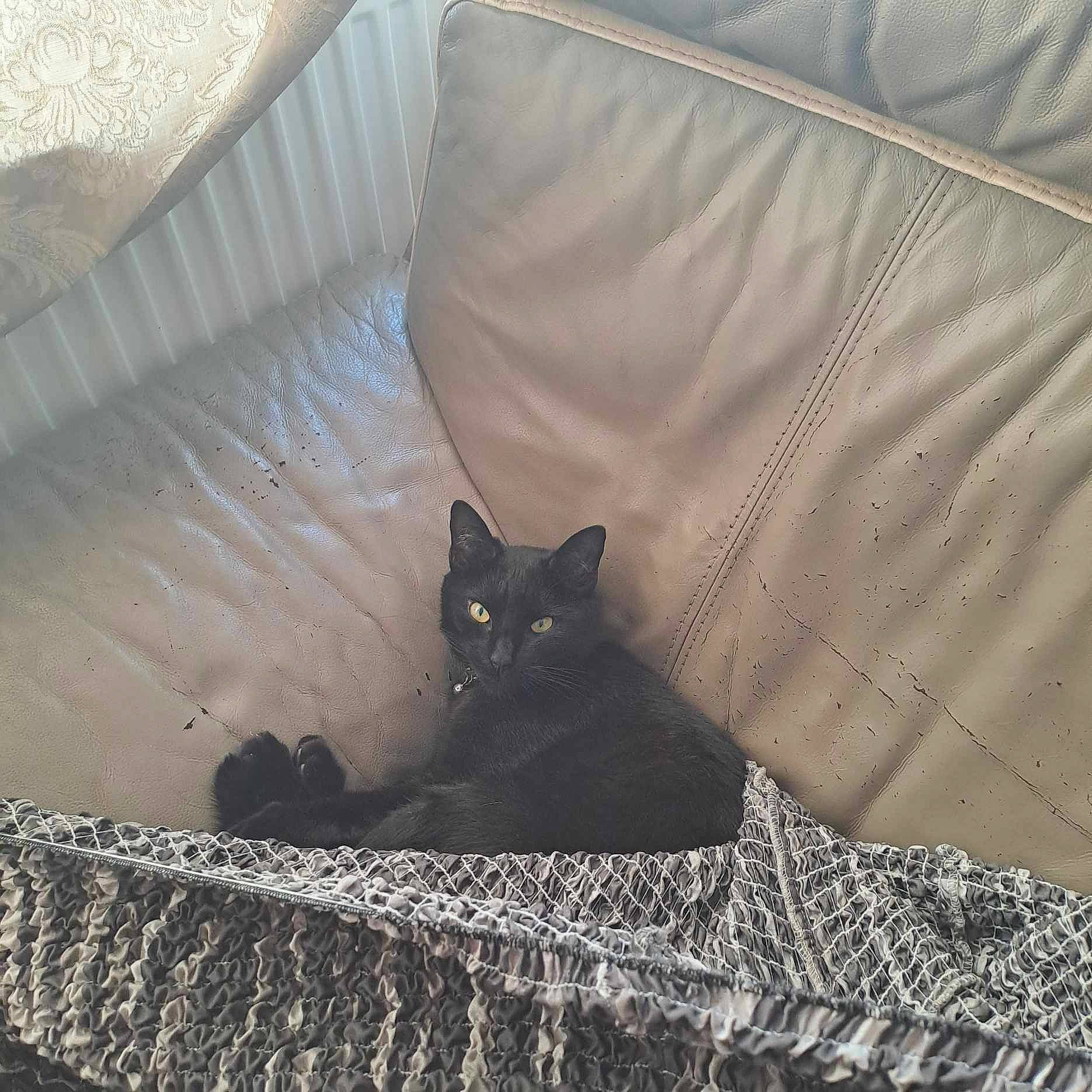 Sakura a rejoint le concours — aidez-le/la à gagner de superbes lots ! bedding, black, black_cat, bombay, brown, carnivore, cat, cat_supply, comfort, domestic_short_haired_cat, felidae, fur, grey, linens, pattern, small_to_medium_sized_cats, tail, tints_and_shades, whiskers, wood