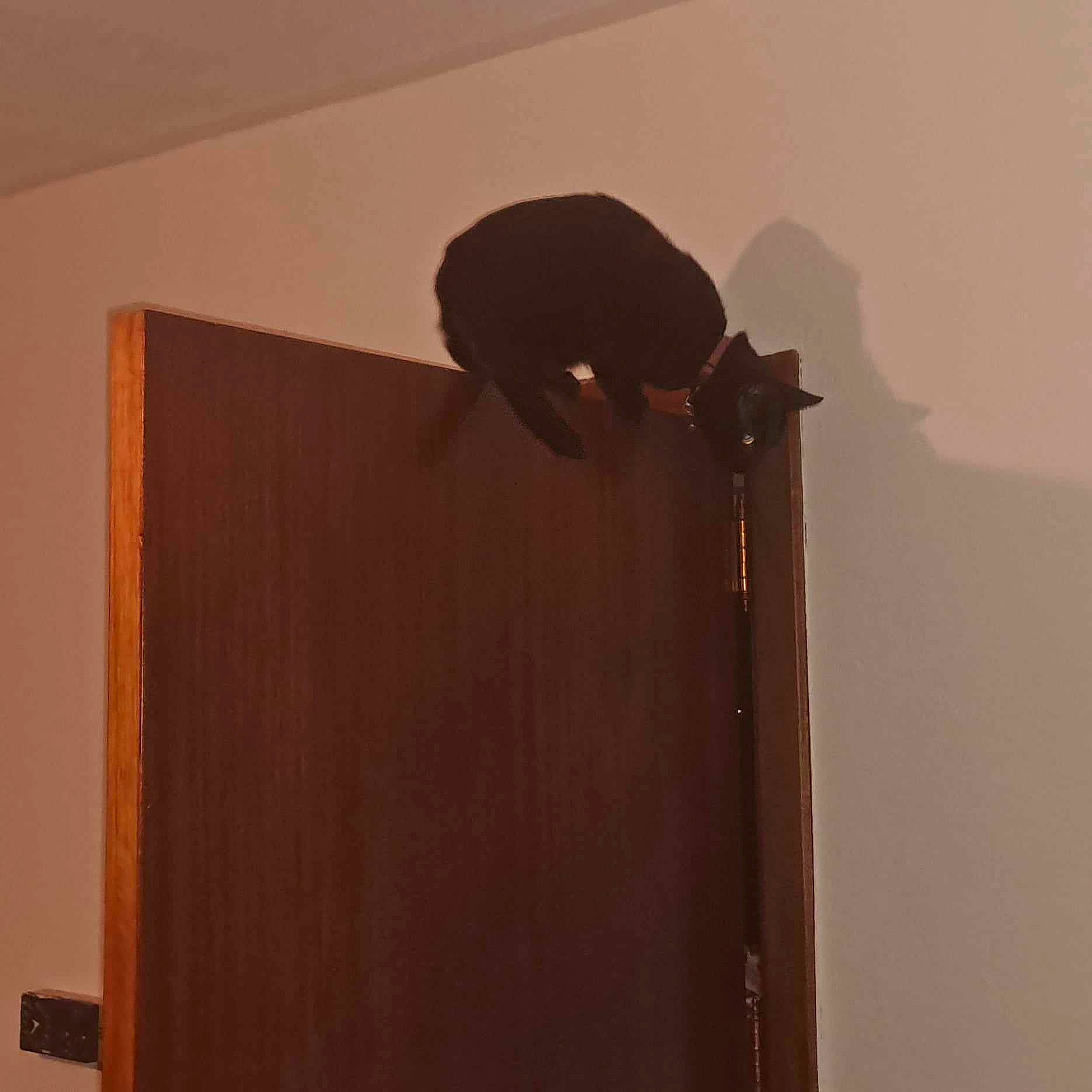 Sakura a rejoint le concours — aidez-le/la à gagner de superbes lots ! brown, ceiling, door, door_handle, flooring, hardwood, home_door, light_fixture, magenta, paper_product, pattern, plaster, plywood, rectangle, room, shadow, tints_and_shades, varnish, wood, wood_stain