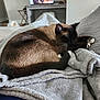 blanket, blurred_background, cat, comfort, cozy, domestic, fur, furniture, home, indoor, living_room, nap, paws, pet, relaxation, resting, siamese, sleeping, television, whiskers