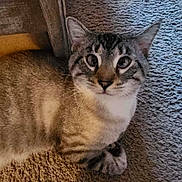 Simon joined the competition — help win amazing prizes! cat, tabby, pet, animal, carpet, indoor, feline, fur, whiskers, ears, eyes, face, wood, floor, resting, curious, looking, closeup, home, cute