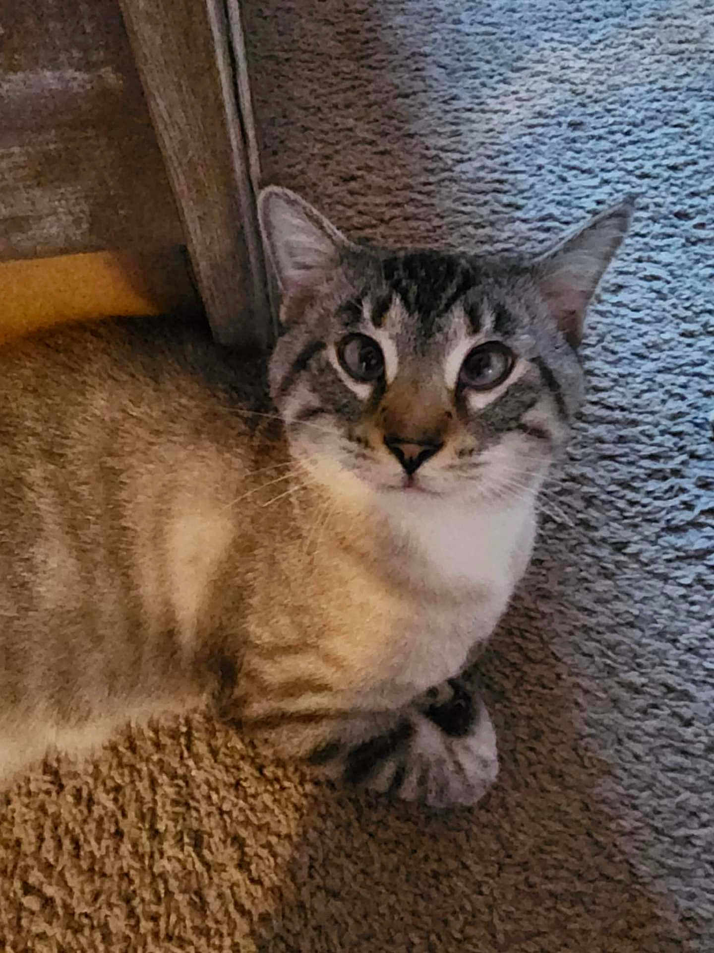 Simon